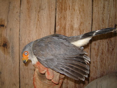 Micrastur gilvicollis