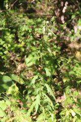 Artemisia integrifolia