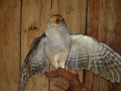 Micrastur gilvicollis