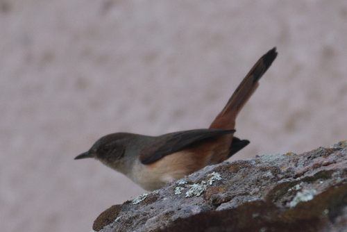 Dark-winged Canastero (Asthenes arequipae), photo 3