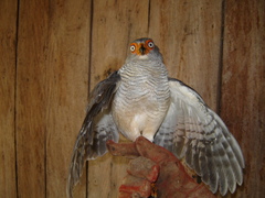 Micrastur gilvicollis