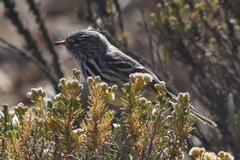 Anairetes flavirostris