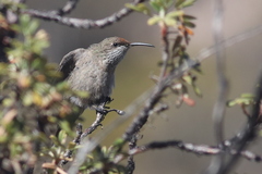 Oreotrochilus estella