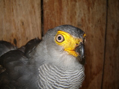 Micrastur ruficollis