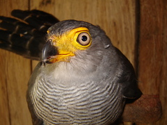 Micrastur ruficollis