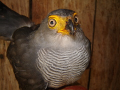 Micrastur ruficollis