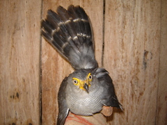 Micrastur ruficollis