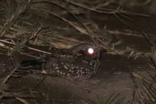 Tschudi's Nightjar (Quechuavis decussata), photo 3