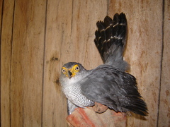 Micrastur ruficollis