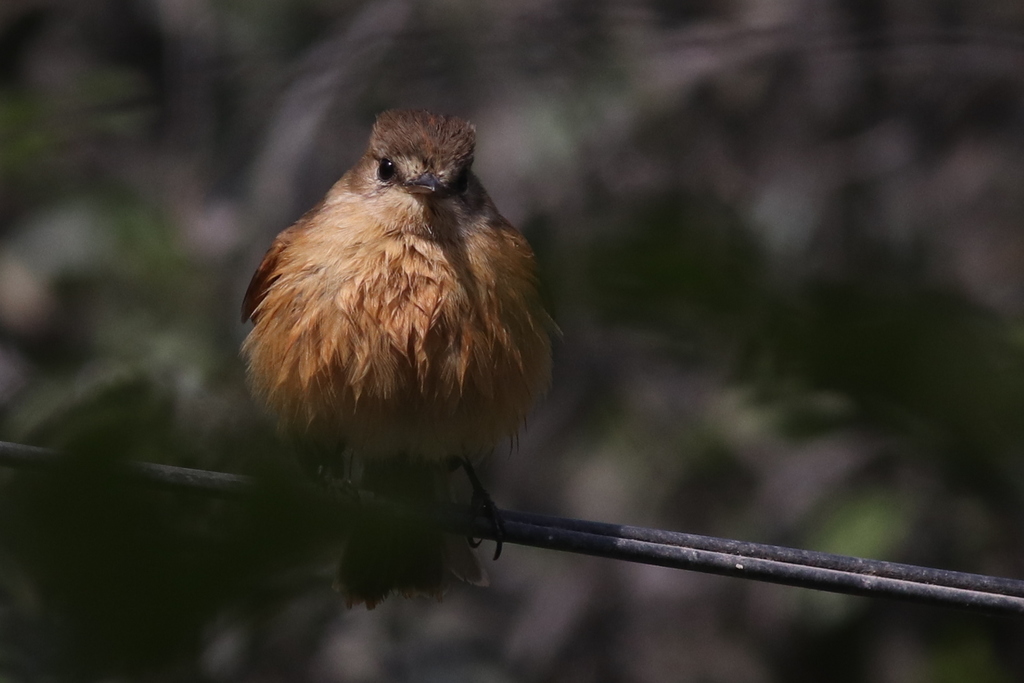 Bran-colored Flycatcher (Rufescent)