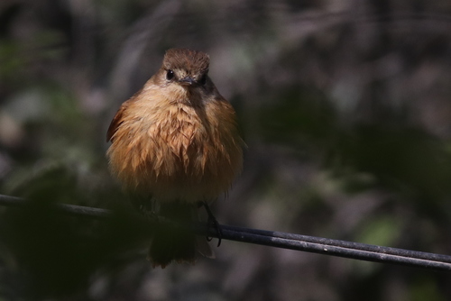 Bran-colored Flycatcher (Rufescent)