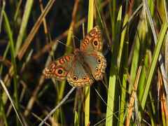 Junonia divaricata