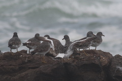 Calidris virgata