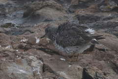 Calidris virgata