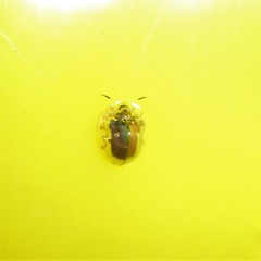 Charidotella zona
