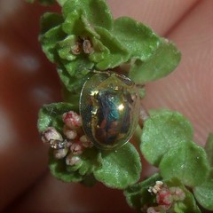 Charidotella zona