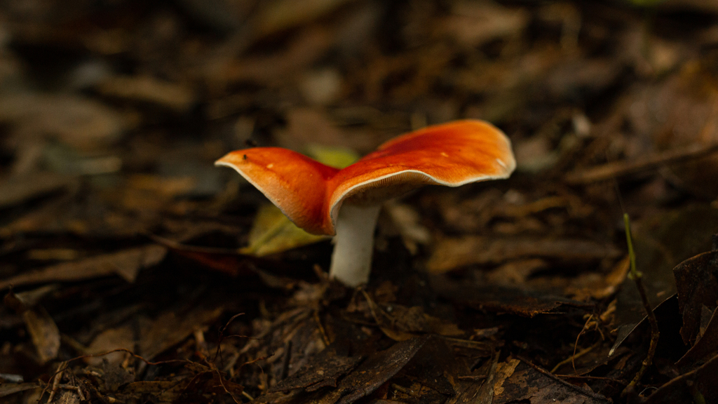 Leucopaxillus gracillimus · March 2021 · photo: © deniszabin (iNaturalist, cc-by)