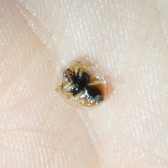Charidotella zona