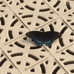 Limenitis arthemis astyanax