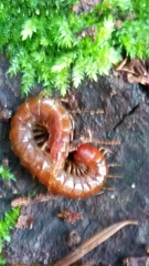 Scolopocryptops spinicaudus