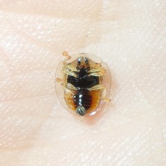Charidotella zona