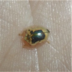 Charidotella zona