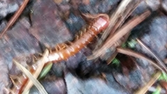 Scolopocryptops spinicaudus