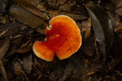 Leucopaxillus gracillimus