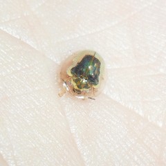Charidotella zona