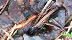 Scolopocryptops spinicaudus