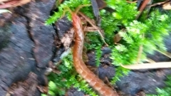 Scolopocryptops spinicaudus