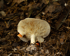 Leucopaxillus gracillimus
