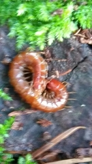 Scolopocryptops spinicaudus