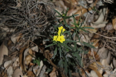 Lithospermum mirabile
