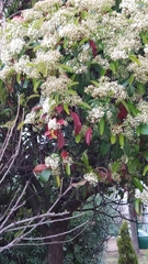 Photinia serrulata