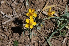 Senna pumilio