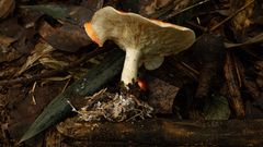 Leucopaxillus gracillimus