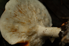 Leucopaxillus gracillimus