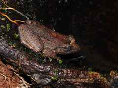 Leptodactylus petersii