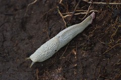 Urocyclinae