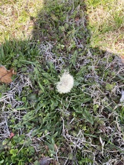 Taraxacum