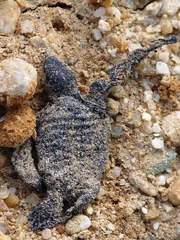 Dermochelys coriacea