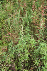 Artemisia integrifolia