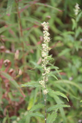 Artemisia integrifolia