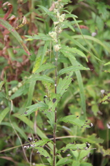 Artemisia integrifolia