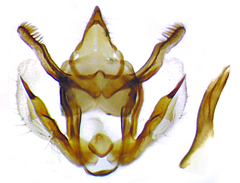 Glaucina macdunnoughi