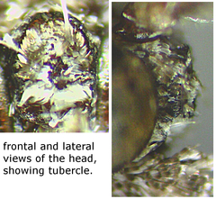 Glaucina macdunnoughi