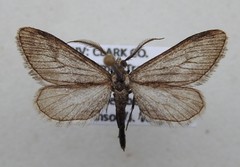 Glaucina macdunnoughi