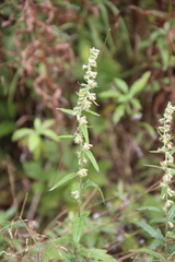 Artemisia integrifolia