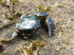 Petrolisthes